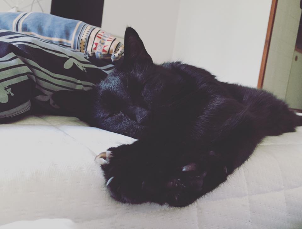 Fotografie spícího černého kocourka na matraci.