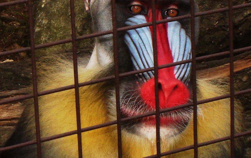 Fotografie opice mandril s barevným obličejem, která smutně sedí za mříží v ZOO.
