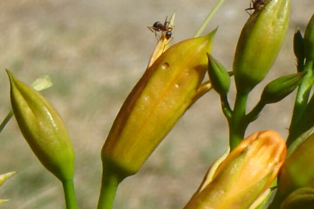 Fotografie mravence na žluté květině.
