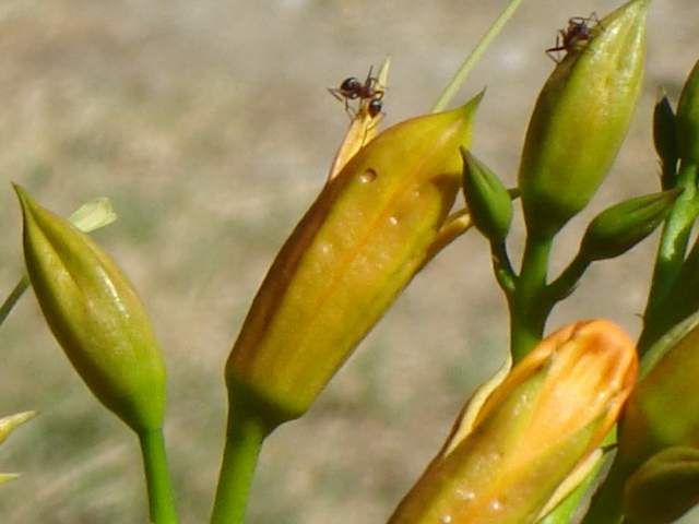 Fotografie mravence na žluté květině.