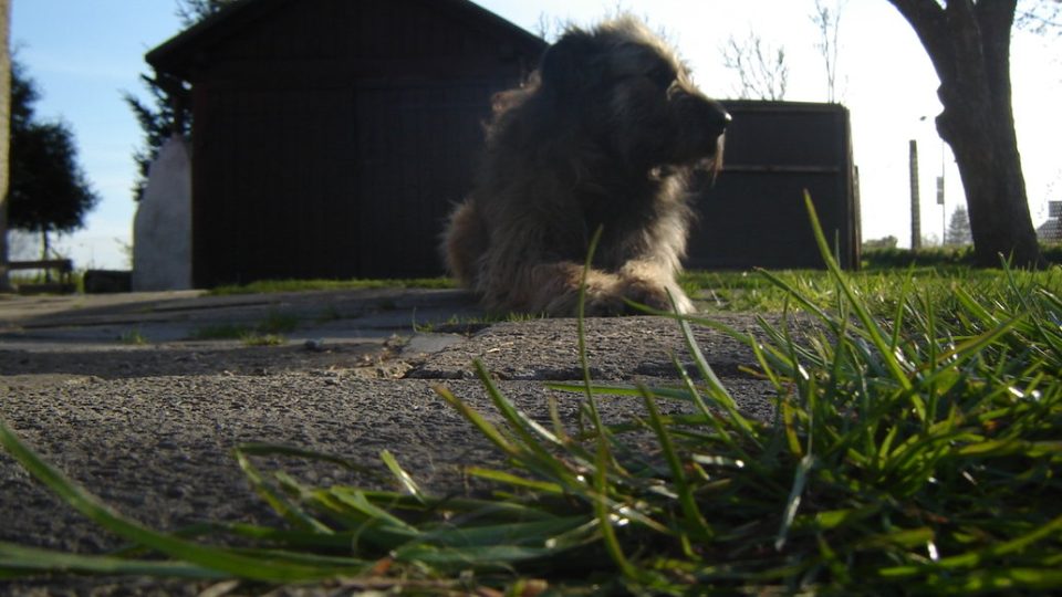 Fotografie irského vlkodava, který leží před garáží u trávy.