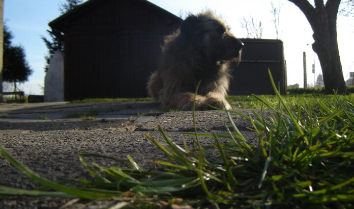 Fotografie irského vlkodava, který leží před garáží u trávy.